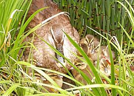 191111アマダ2 事業所内の池には毎年カルガモが営巣し産卵、子育てをしている。