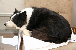 111127ミナロ4 看板犬のレオンくんもミナロの仲間。愛嬌たっぷりにお出迎え
